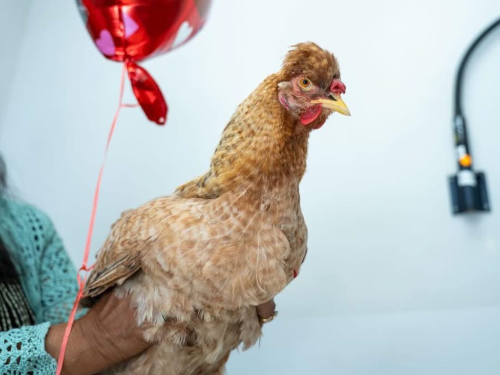 Chivo Pets atiende perros, gatos y mascotas no convencionales como gallinas, conejos e iguanas.