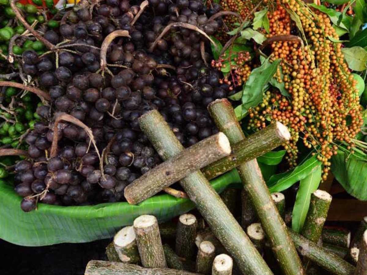 El coyol es una fruta rica en grasas saludables, fibra y antioxidantes que aportan energía y múltiples beneficios al organismo. / Foto archivo.