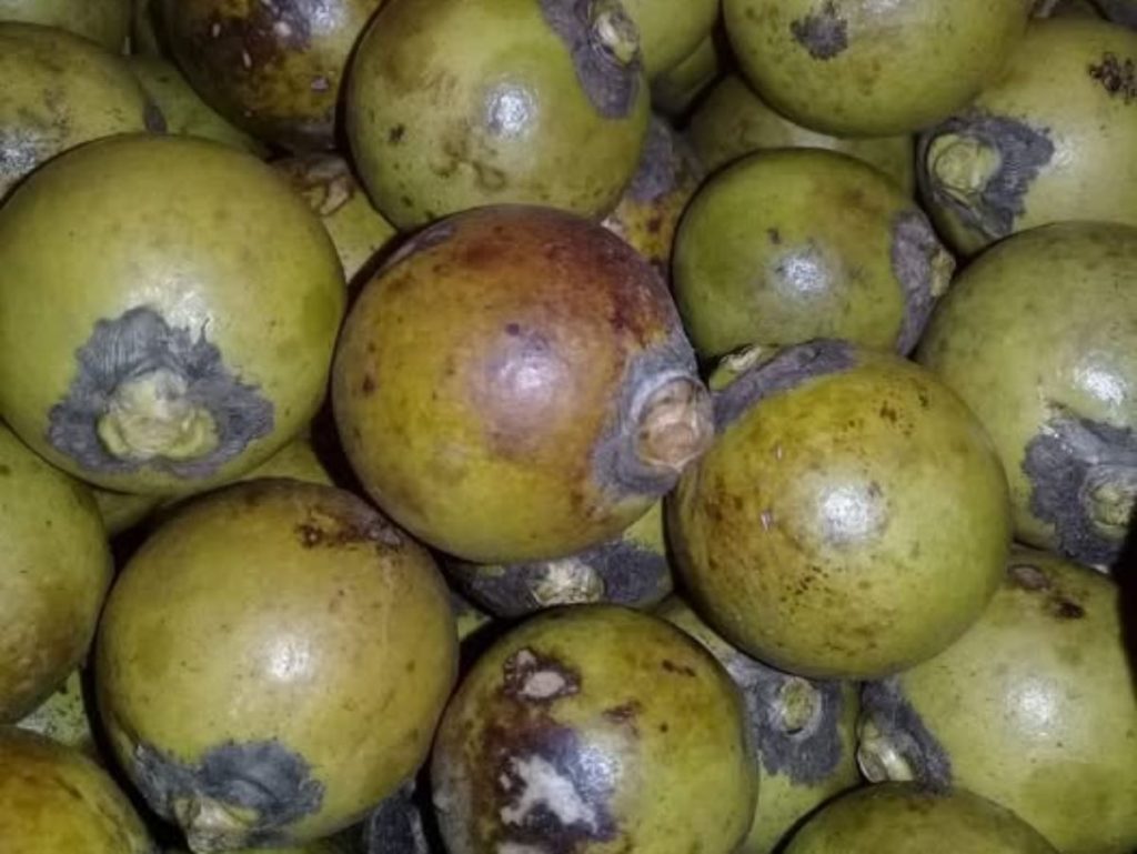 Además de consumirse fresco, el coyol se utiliza para preparar bebidas, dulces y hasta artesanías con su semilla dura.