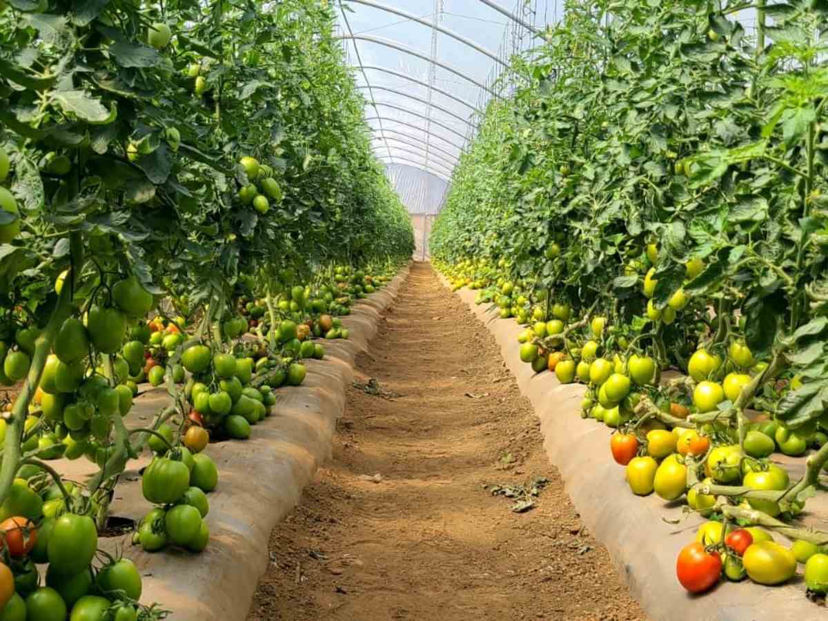 cultivo-tomates