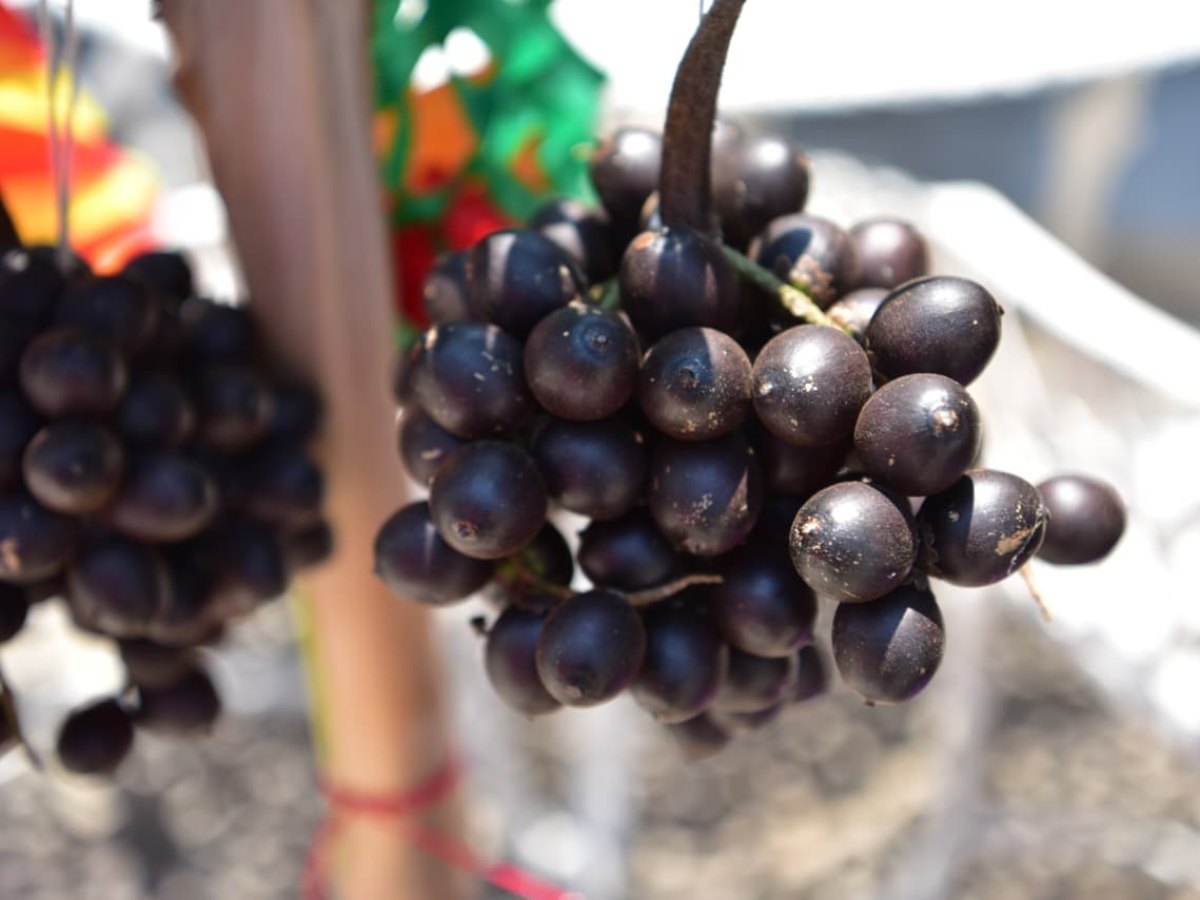 dia-cruz-suchitoto-frutas012