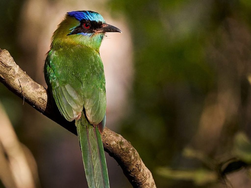 El torogoz, ave nacional de El Salvador, es una de las especies más admiradas por visitantes y fotógrafos en los senderos de El Espino.