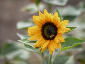 finca-girasoles-guatemala01