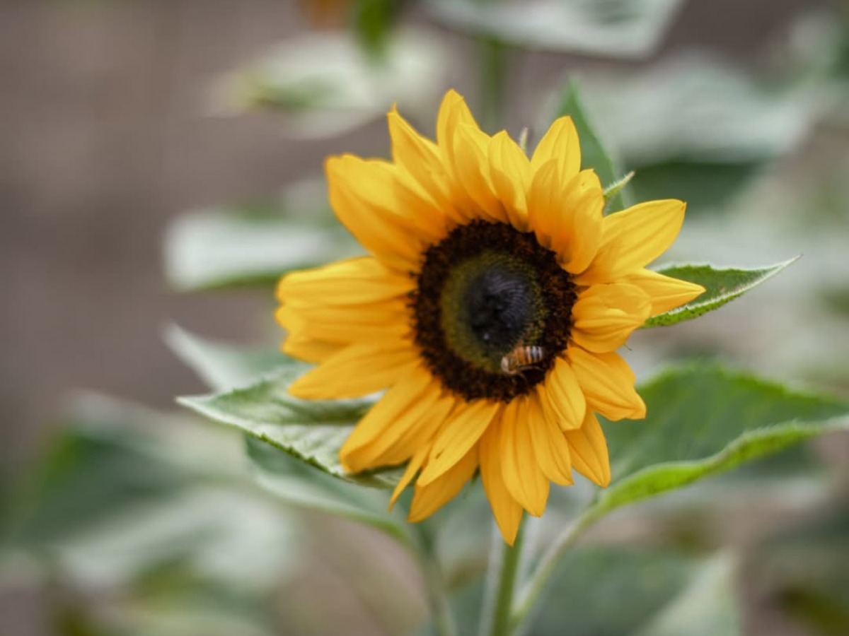 finca-girasoles-guatemala01