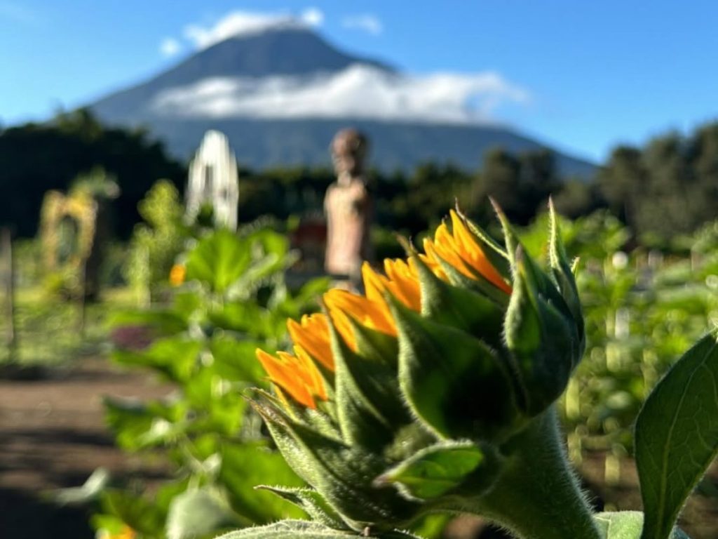 Los campos de girasoles en Antigua Guatemala ofrecen un recorrido al aire libre ideal para fotografías, caminatas y momentos en familia.