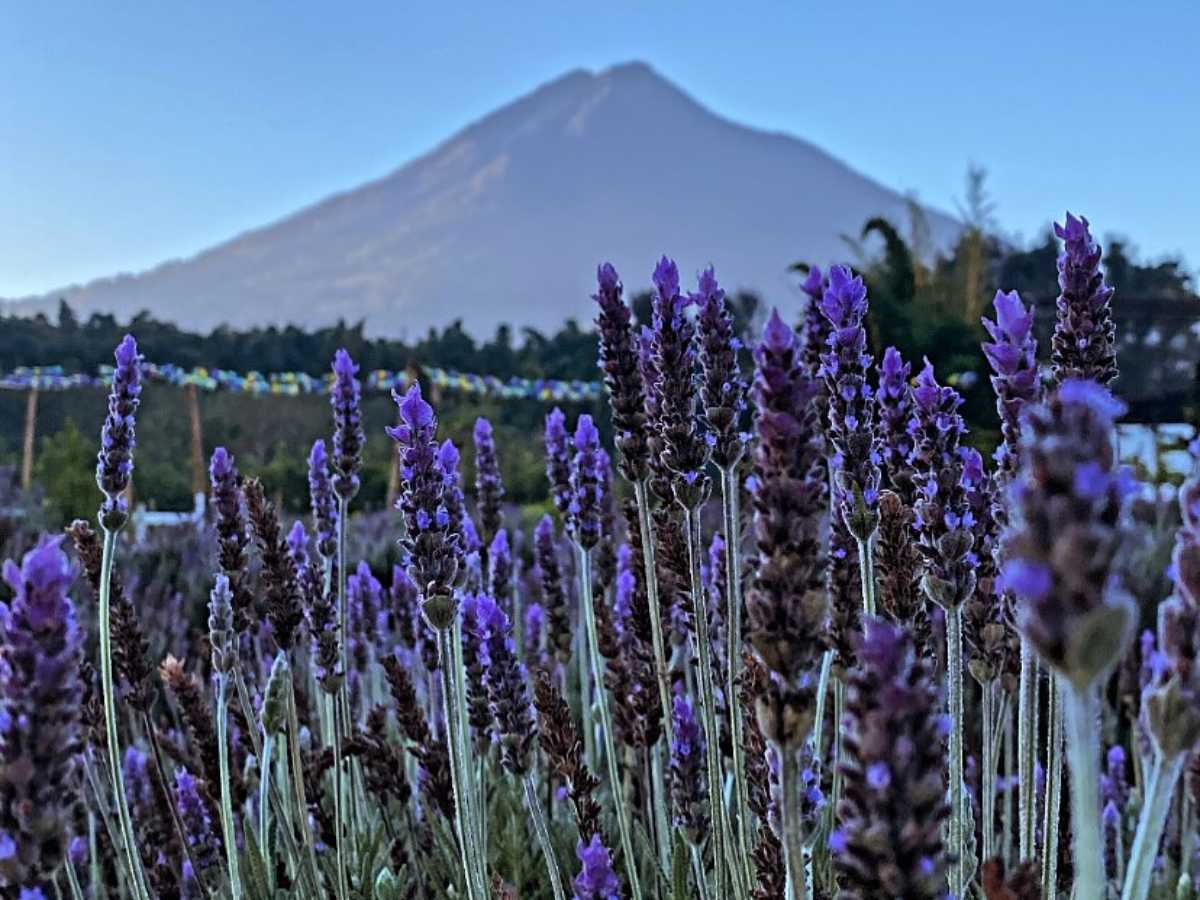 Este destino ubicado en San Pedro Panorama combina senderos florales, miradores, restaurante y espacios pet-friendly cerca del Parque Central.