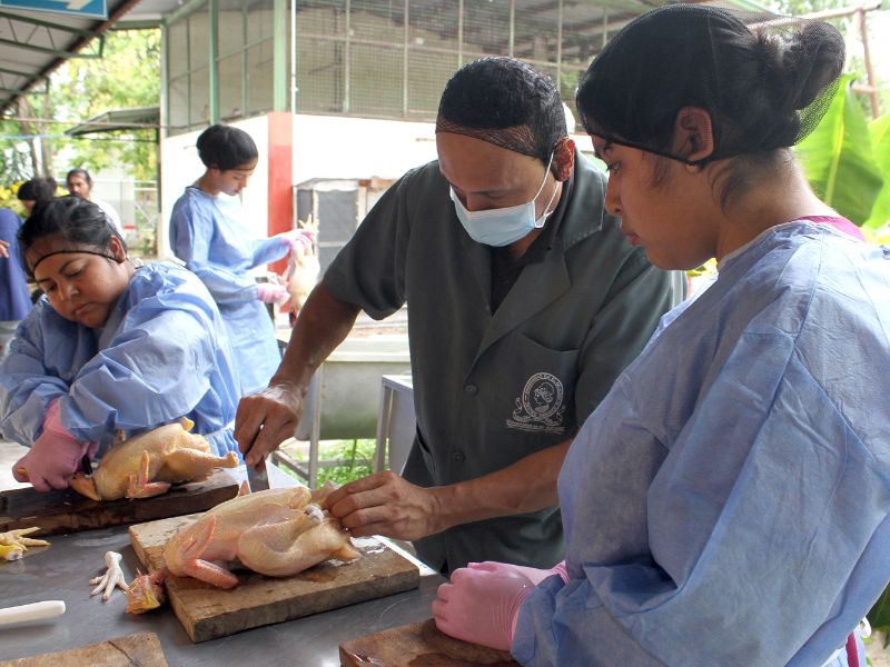Estudiantes de la UES participan en investigaciones sobre producción sostenible de pollos de engorde.