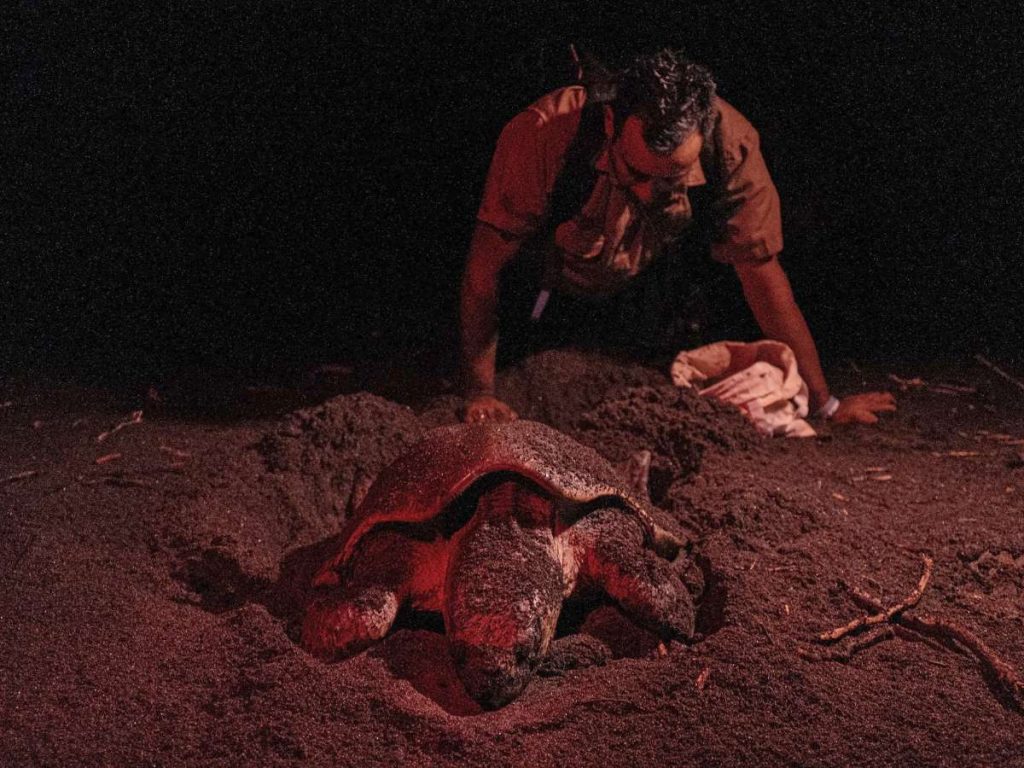 El Ministerio de Medio Ambiente mantinene monitoreo constante para resguardar los huevos de tortugas. Foto MARN