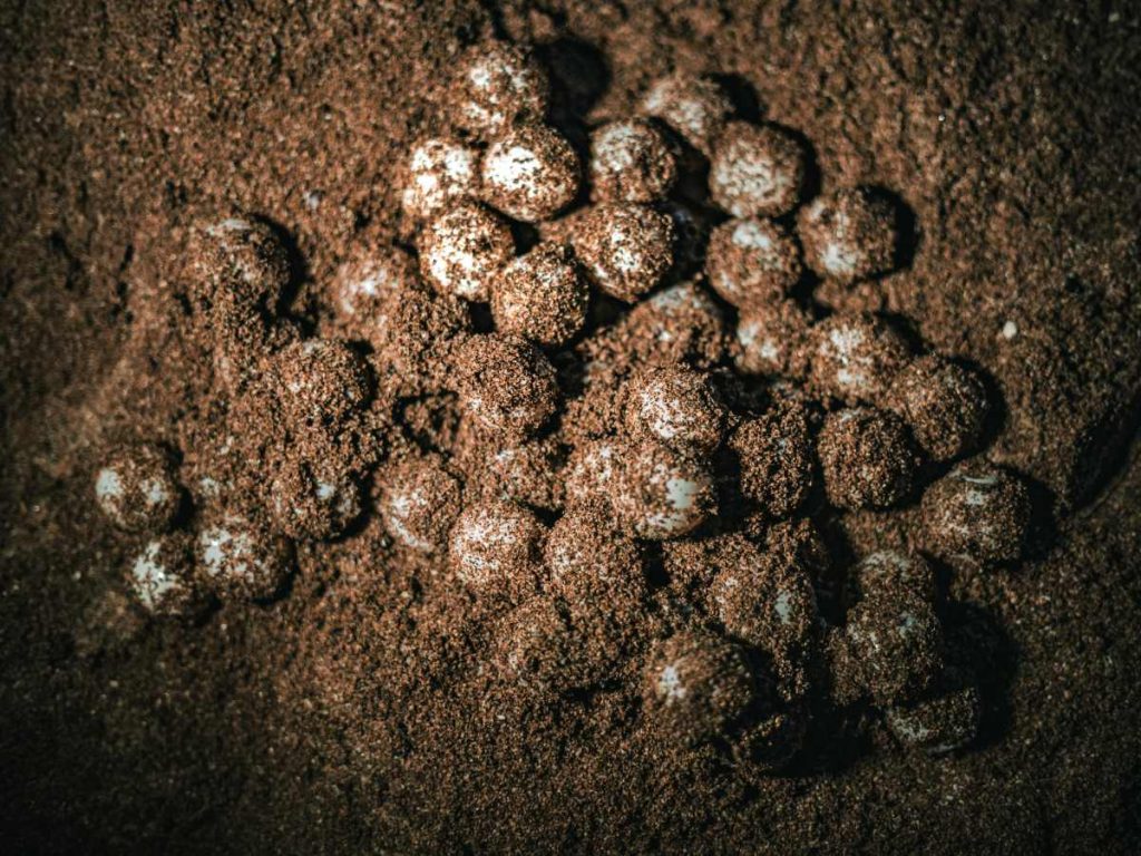 FIAES advierte que los mitos sobre su consumo afectan la conservación de tortugas marinas.