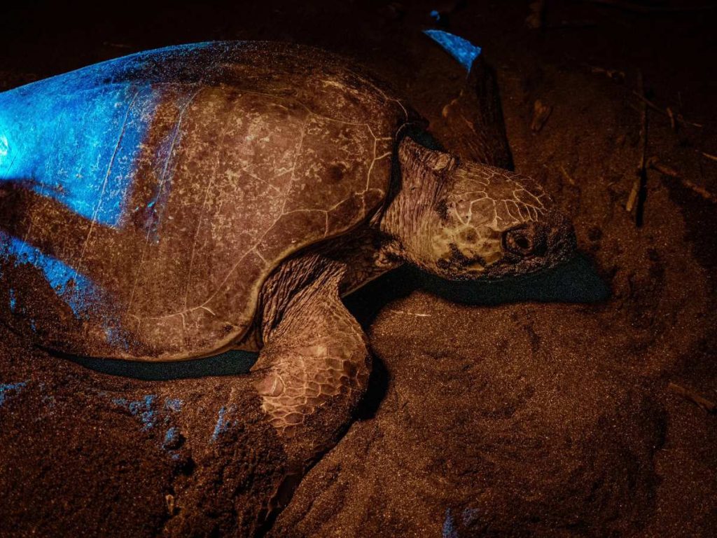 Estos huevos representan el inicio de vida de una de las especies más amenazadas del océano, por lo que su extracción reduce sus posibilidades de supervivencia.