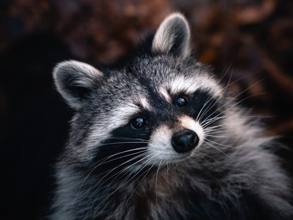 mapache-naturaleza-animal