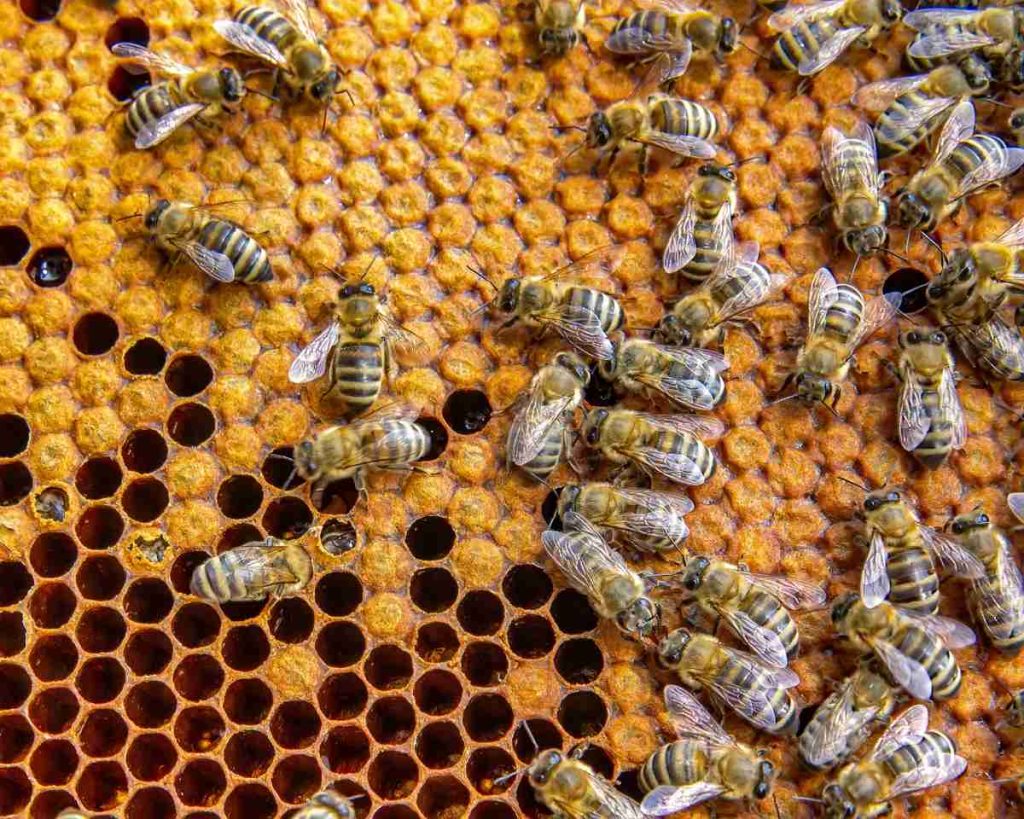 Abejas meliponas y miel orgánica: el tesoro natural que protege Mundo de Abejas Mayas en San Juan La Laguna.