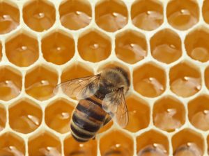 mundo-abejas-maya-guatemala03