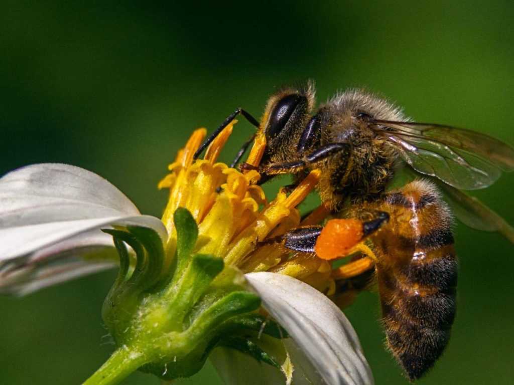 En el Día Mundial de las Abejas, apicultores de San Juan La Laguna recuerdan la importancia de proteger estos insectos.