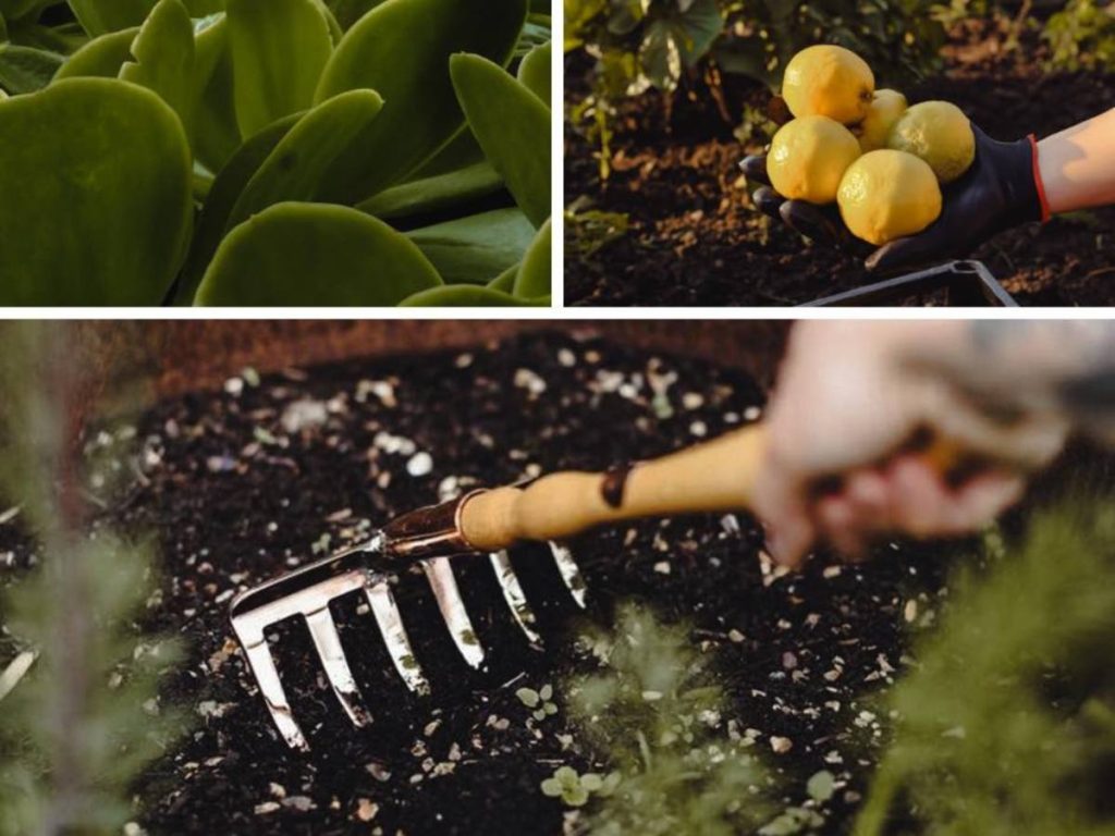 Además de Orgánika, Gerardo Guerra también cultiva y protege cientos de plantas en el vivero ubicado dentro de La Burbuja, un glamping hotel boutique en Miramundo, Chalatenango.