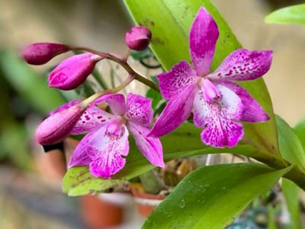 Más de 200 especies de orquídeas nacionales e internacionales forman parte de la muestra “El amor hecho flor”, abierta este fin de semana en Antiguo Cuscatlán.