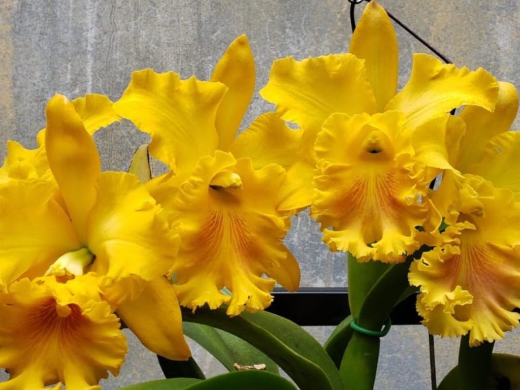 Orquídeas y amor: el paseo ideal para mamá este 10 de mayo.