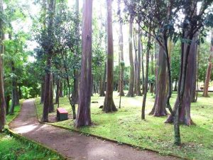 parque-maquilishuat-farmers-market-san-salvador01