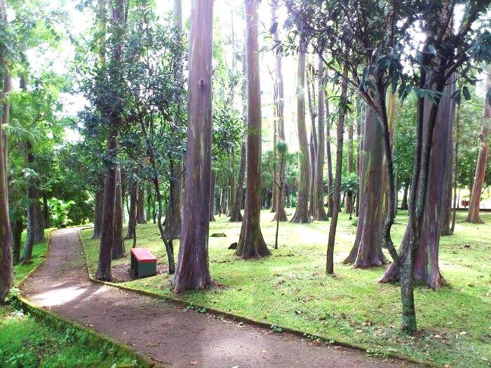 El Parque Maquilishuat combina naturaleza, senderos tranquilos y espacios renovados para disfrutar una pausa verde en San Salvador.