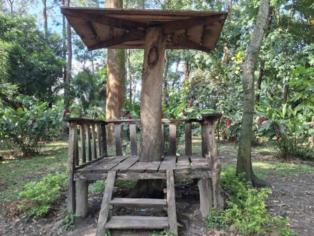 Entre árboles, calma y actividades como el Farmer’s Market, el Parque Maquilishuat se consolida como un rincón para vivir lo local en San Salvador.
