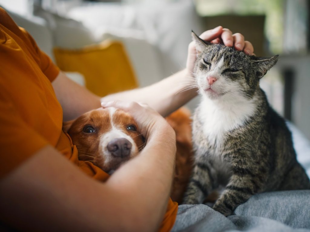 Cuando una mascota senior se muestra ausente, ansiosa o desorientada, conviene consultar al veterinario.