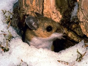 raton-ciervo-hantavirus