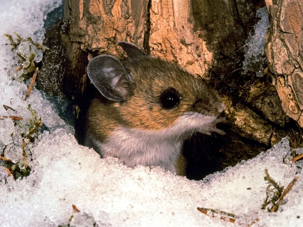 raton-ciervo-hantavirus