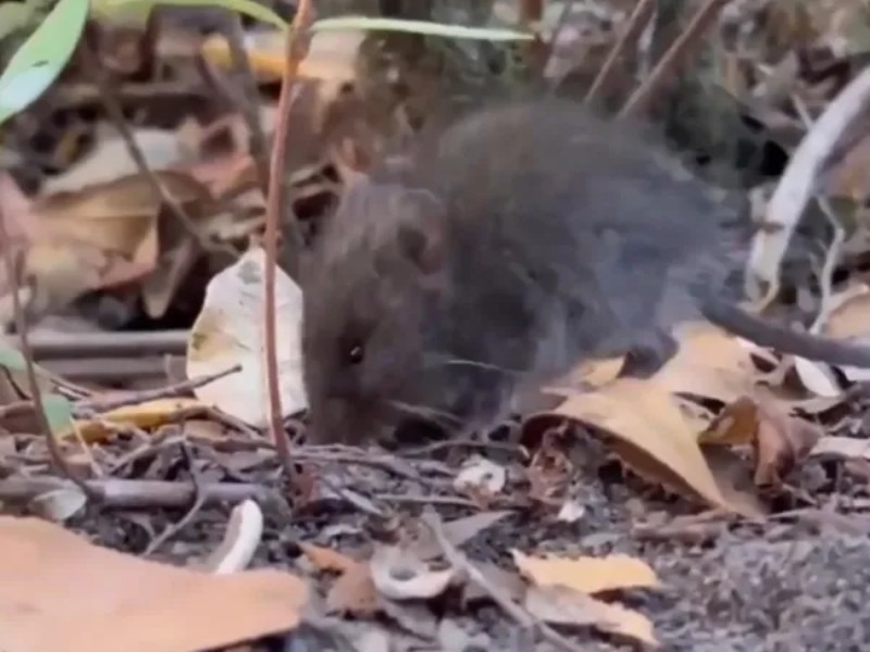 El ratón colilargo habita principalmente en bosques y zonas rurales de Chile y Argentina.