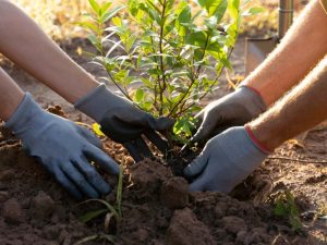 El ministro de Obras Públicas, Romeo Rodríguez, invitó a la población a participar este jueves en una actividad ambiental, donde serán sembrados 20,000 árboles.