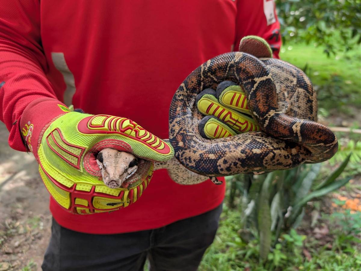 serpiente-Boa Imperator-masacuata