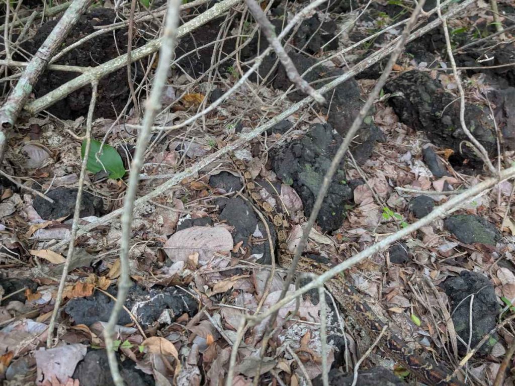 serpiente-masacuata