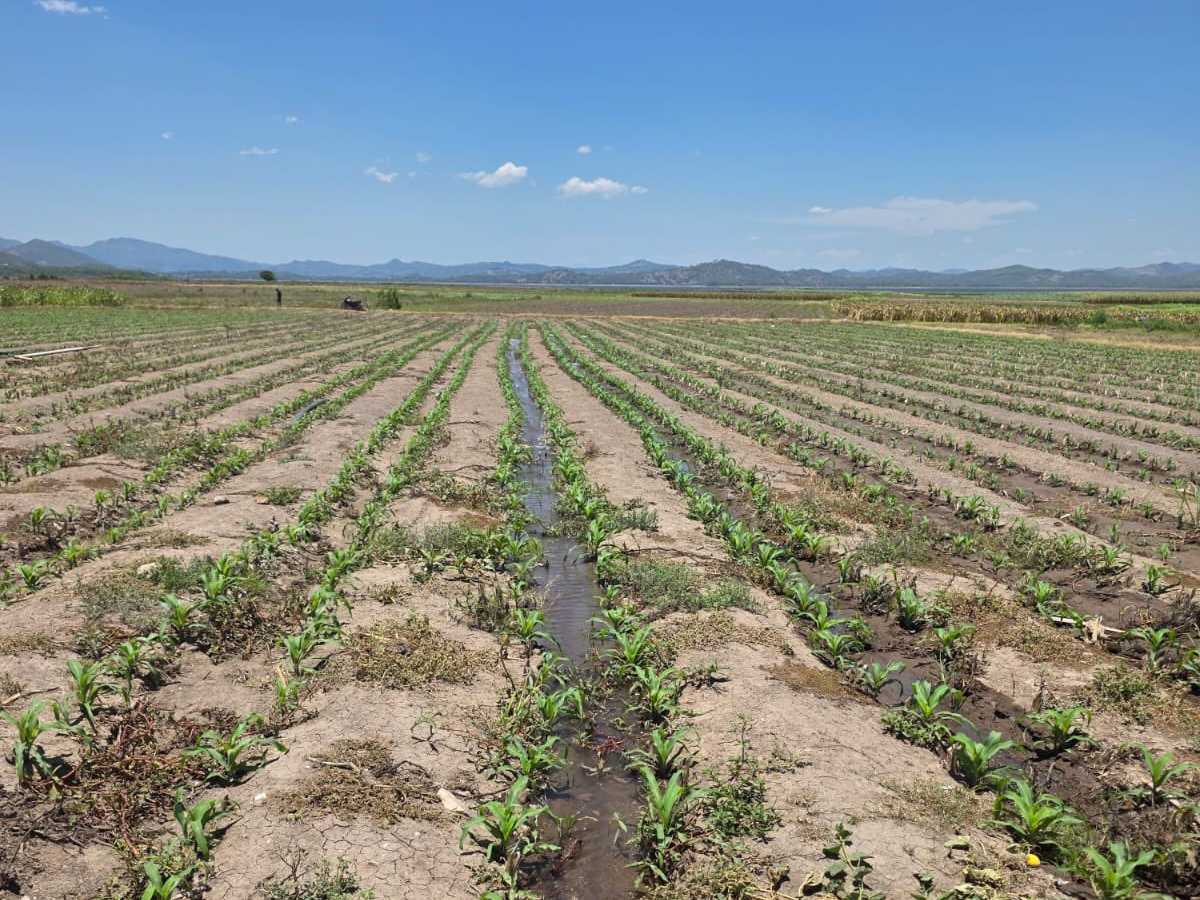 El Salvador acelera la siembra de maíz ante riesgo del “Súper Niño”