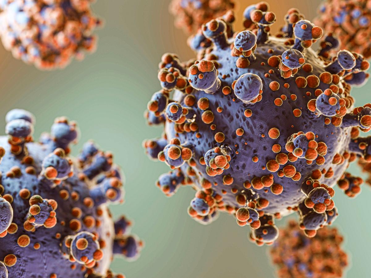 virus Hantavirus