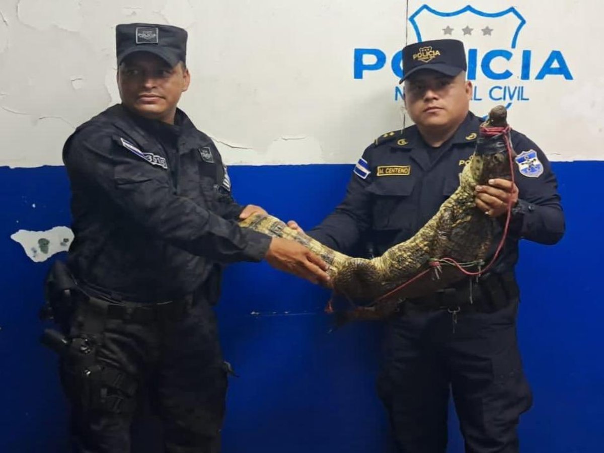 Un cocodrilo