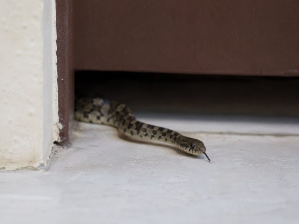 Serpiente-animal-silvestre-reptil