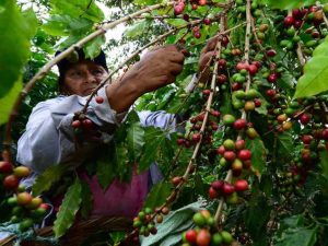 Agricultura sostenible El Salvador.