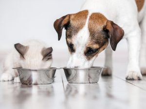 La edad, la actividad física y las necesidades de salud deben guiar la alimentación diaria de cada mascota.