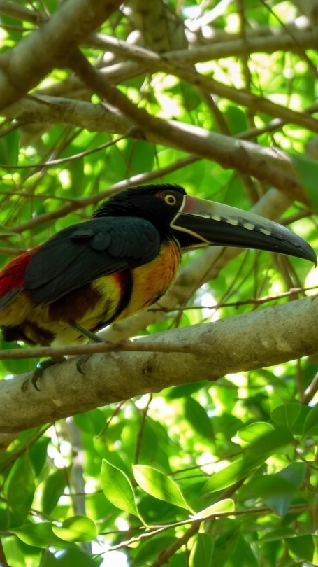 animales-bosques-cafe-el-salvador02
