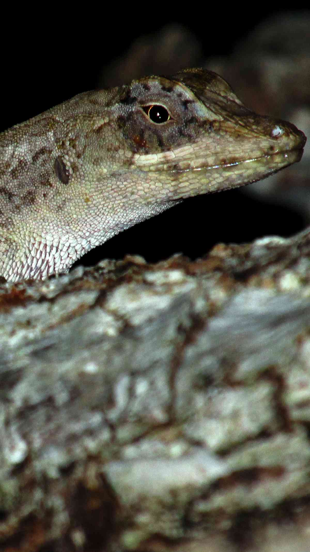 animales-bosques-cafe-el-salvador03