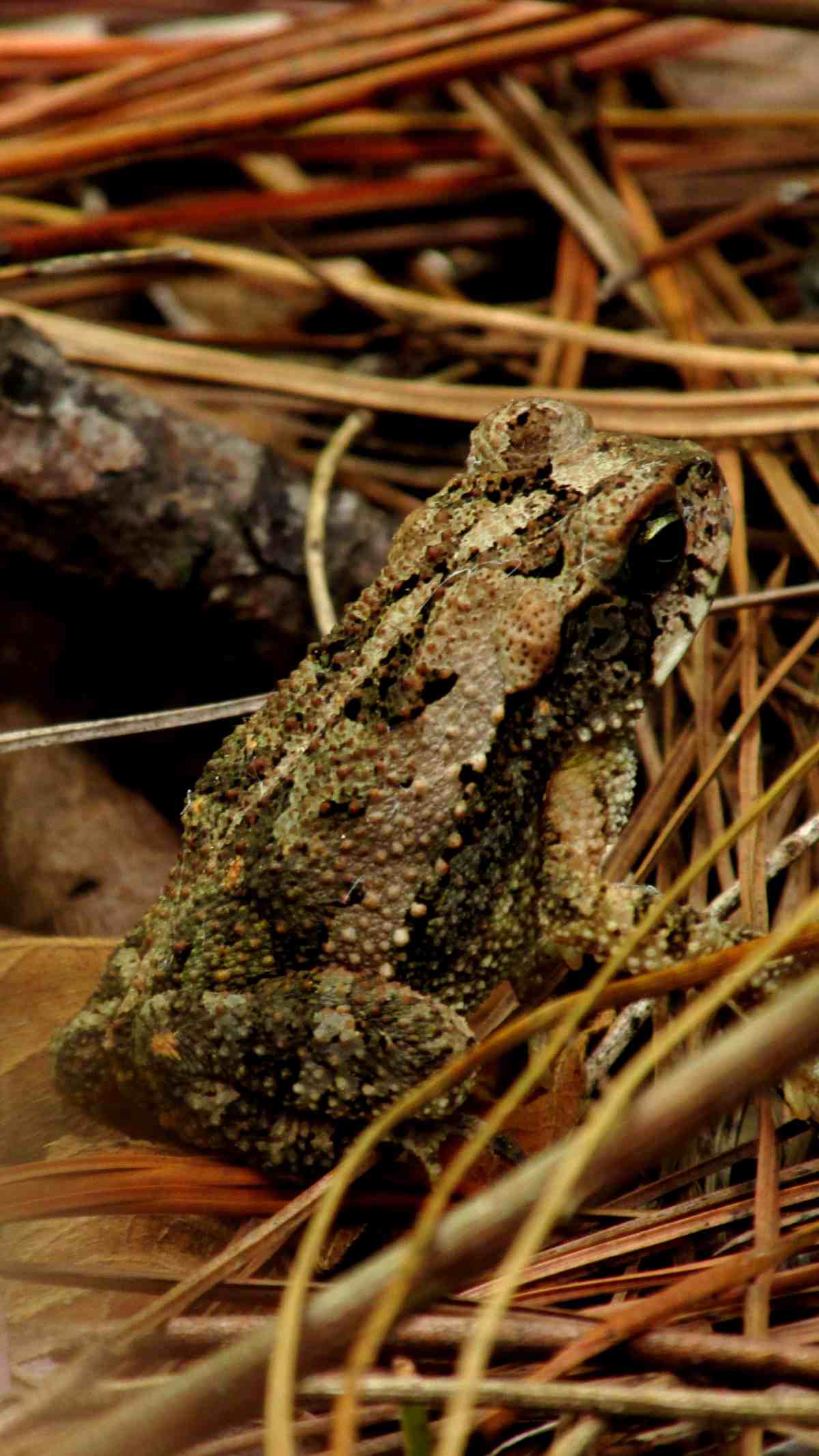 animales-bosques-cafe-el-salvador05