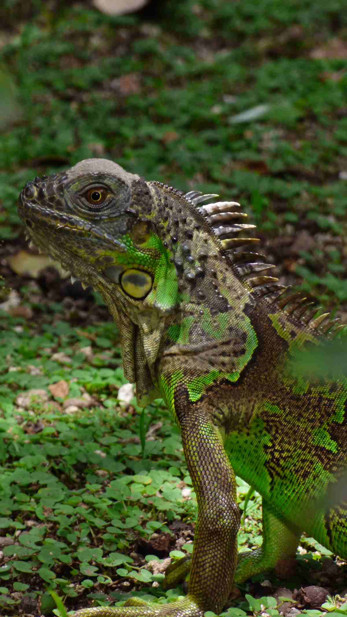 animales-bosques-cafe-el-salvador06