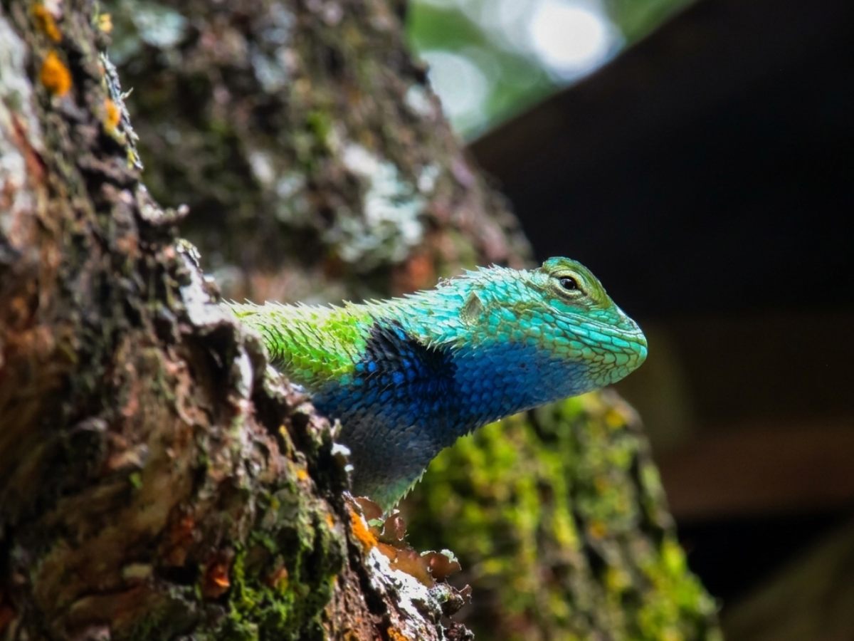 Los bosques de café albergan especies clave para la biodiversidad salvadoreña.