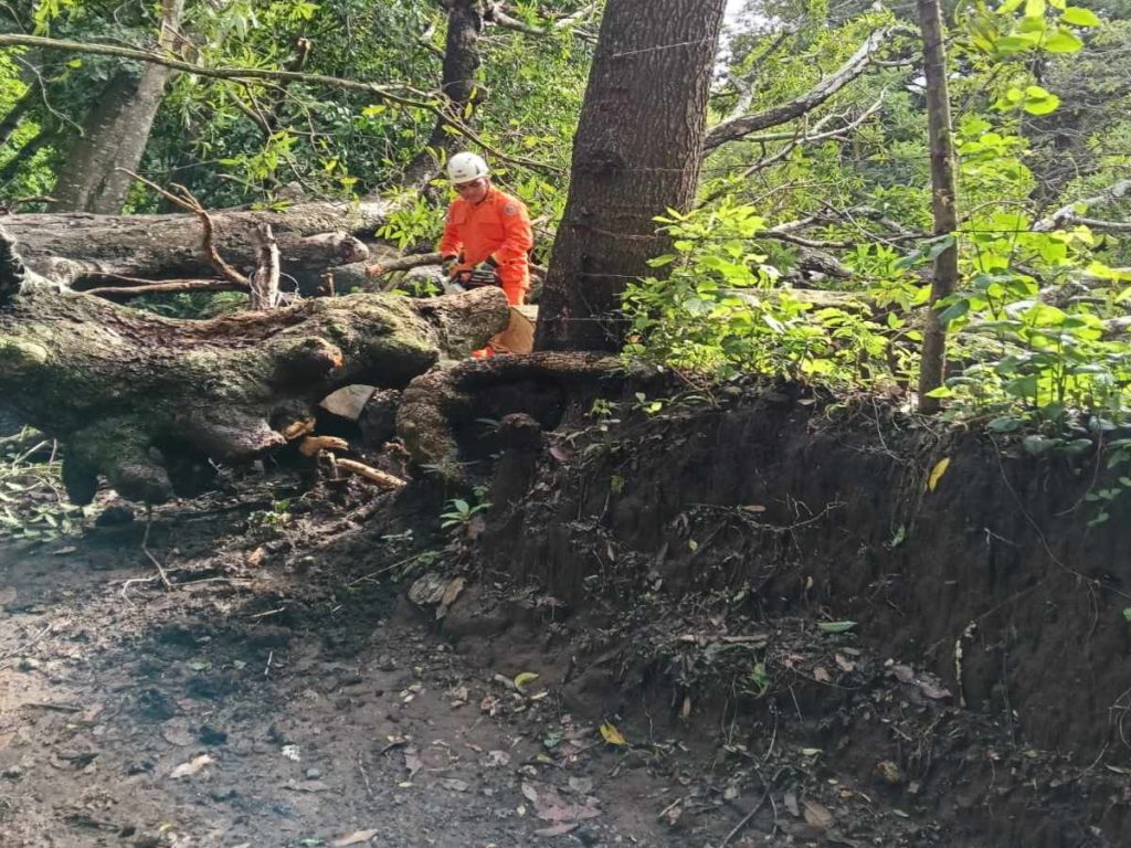 árbol caído obstruye la vía de acceso