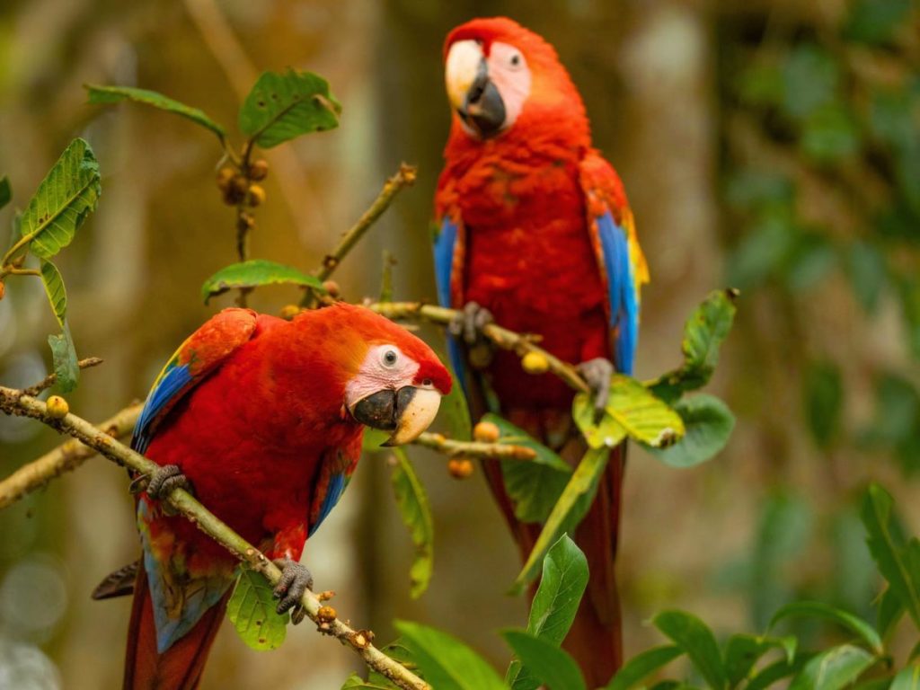 Belice promueve su oferta turística en El Salvador junto a TAG Airlines.