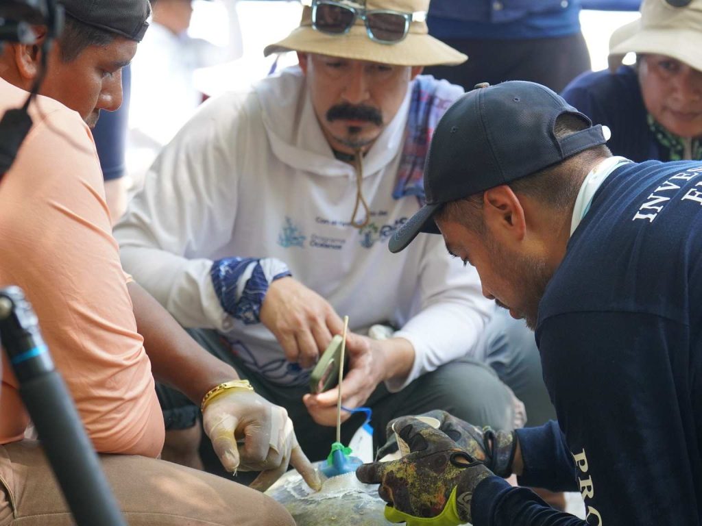 Especialistas realizan prácticas de instalación de dispositivos satelitales para fortalecer la conservación de tortugas marinas.