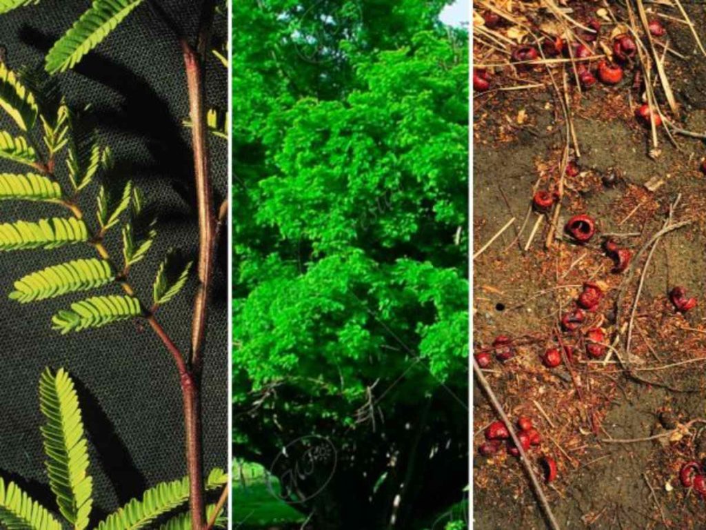 Diferentes detalles del árbol de nacascol retomadas del sitio acguanacaste.ac.cr. Fotos: imagen de carácter ilustrativo y no comercial / https://www.acguanacaste.ac.cr/paginas_especie/magnoliophyta/fabaceae/caesalpinia_coriaria/c_coriaria12set98/c_coriaria12set98.html
