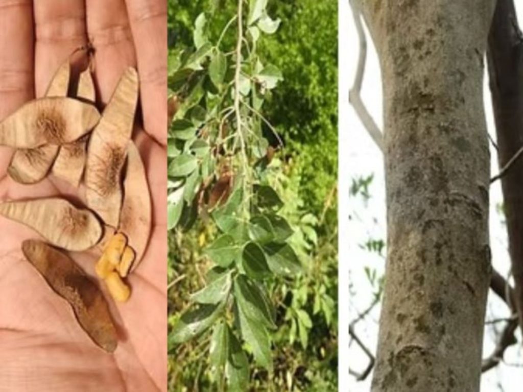 Fotografías retomadas del sitio raindropsv.com. Fotos: imagen de carácter ilustrativo y no comercial / https://www.raindropsv.com/guia-esp-arb/lonchocarpus-minimiflorus-donn.-sm.-