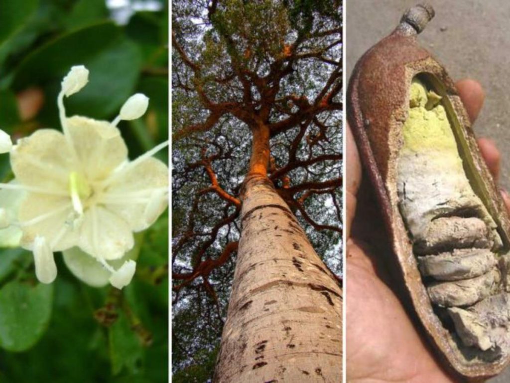 Fotografías retomadas de Wikipedia. Fotos: imagen de carácter ilustrativo y no comercial / https://es.wikipedia.org/wiki/Hymenaea_courbaril