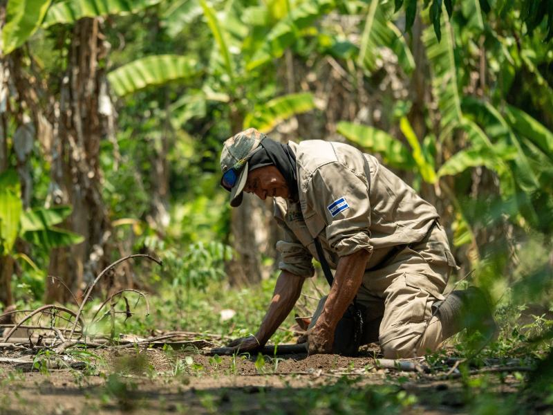 El MARN desarrolla monitoreos de caimanes y cocodrilos para fortalecer su conservación en ecosistemas acuáticos.