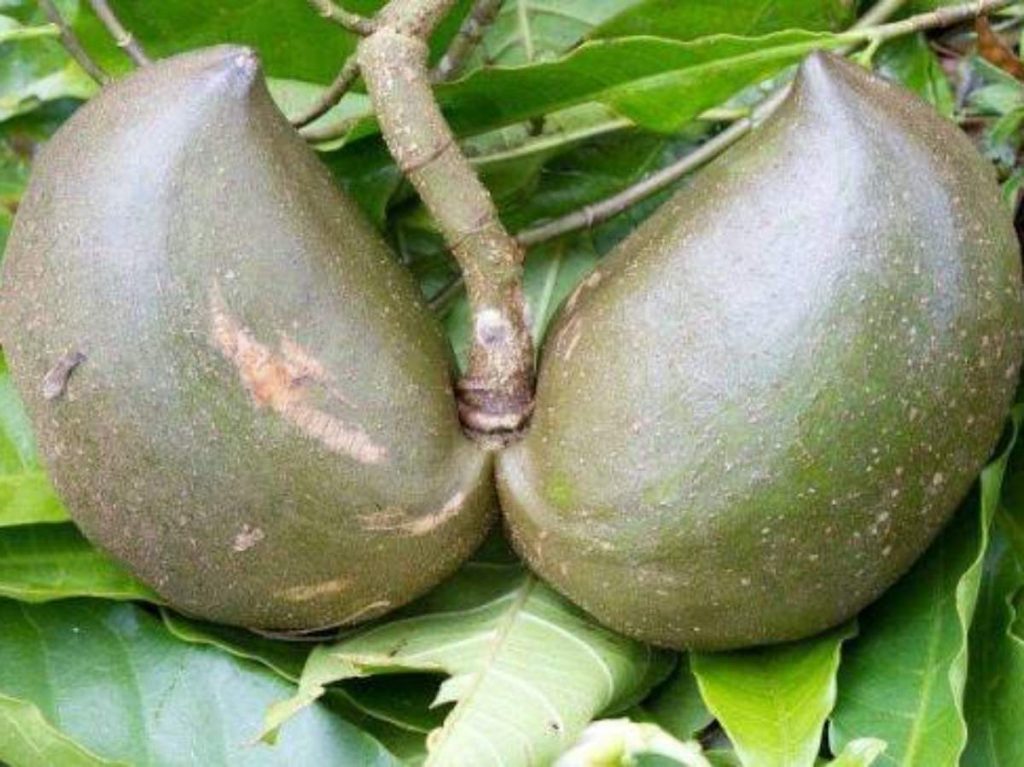 Sus frutos llamativos atraen fauna y dispersan semillas.
